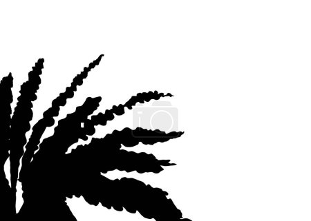 Black natural leaf nest fern shadow element for decoration. On isolate white background. Aslenium nidus or bird's nest fern silhouette.