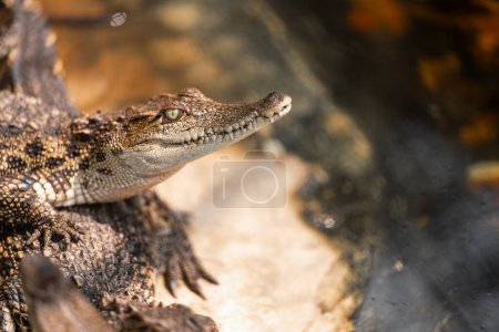 Cocodrilo y cocodrilo en el pantano salvaje, mostrando depredadores de reptiles con dientes afilados en su hábitat natural.