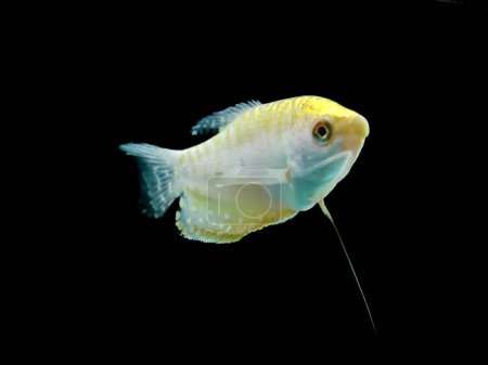 Photo for Selective focus of Dwarf Gourami isolated on black background. - Royalty Free Image