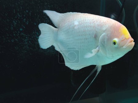 Téléchargez les photos : Selective focus of giant Gourami Fish isolated over black background - en image libre de droit