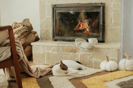 Photo for Cute cat licking paw and relaxing on cozy rug at fireplace. Portrait of adorable kitty cleaning and grooming at warm fireplace with autumn decor and firewood in rustic farmhouse - Royalty Free Image
