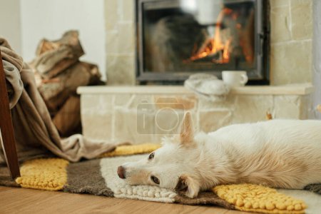 Photo for Cute dog lying on cozy rug at fireplace. Portrait of adorable white danish spitz dog relaxing on background of warm fireplace with autumn decor and firewood in rustic farmhouse - Royalty Free Image
