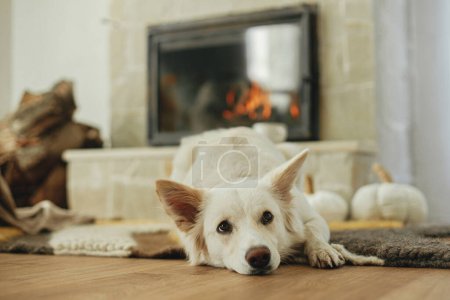 Photo for Cute dog lying on cozy rug at fireplace. Portrait of adorable white danish spitz dog relaxing on background of warm fireplace with autumn decor and firewood in rustic farmhouse - Royalty Free Image