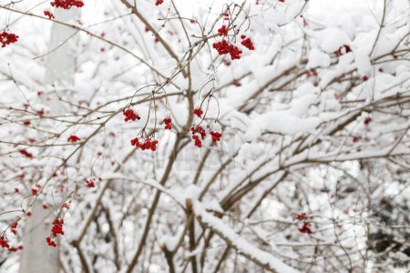 Téléchargez les photos : Des baies rouges recouvertes de neige se rapprochent dans un parc hivernal gelé. Belle viorne enneigée. Jardin d'hiver - en image libre de droit