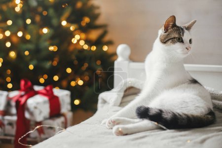 Téléchargez les photos : Chat mignon relaxant sur un lit confortable sur fond d'arbre de Noël avec des lumières dorées. Animaux de compagnie et vacances d'hiver. Adorable chaton drôle couché sur un lit doux dans une chambre décorée festive. Joyeux Noël! - en image libre de droit