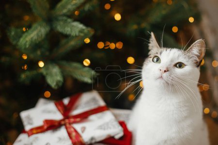 Téléchargez les photos : Chat mignon assis avec des cadeaux élégants à l'arbre de Noël avec des lumières dorées. Animaux de compagnie et vacances d'hiver. Portrait de chaton adorable aux cadeaux enveloppés dans la salle décorée festive. Joyeux Noël! - en image libre de droit