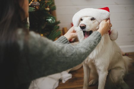 Téléchargez les photos : Joyeux Noël ! Femme heureuse mettant le chapeau de père Noël sur le chien mignon près de l'arbre de Noël élégant. Animaux de compagnie et vacances d'hiver. Adorable chien spitz danois drôle jouer avec le propriétaire dans la salle de fête - en image libre de droit