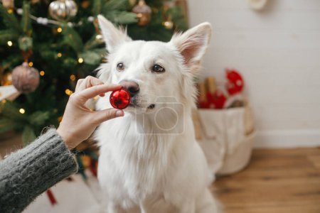 Photo for Woman hand holding christmas red bauble at cute dog nose. Pet and winter holidays. Adorable white danish spitz dog helping decorate festive room. Merry Christmas and Happy Holidays! - Royalty Free Image