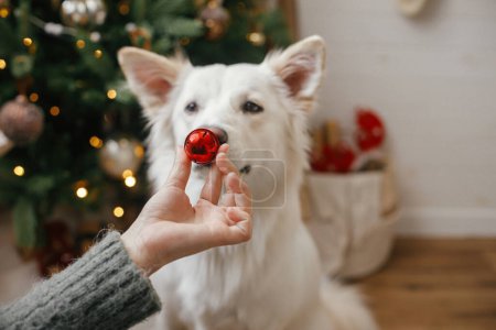 Téléchargez les photos : Femme main tenant boule rouge de Noël au nez mignon de chien. Animaux de compagnie et vacances d'hiver. Adorable chien spitz danois blanc aidant à décorer la salle de fête. Joyeux Noël et Joyeuses Fêtes! - en image libre de droit