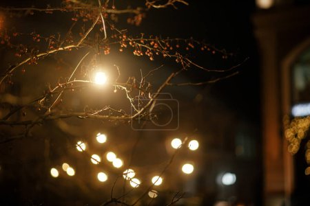 Foto de Elegantes bombillas y luces de Navidad en las ramas de los árboles en la plaza de la ciudad por la noche. Moody decoración festiva en la calle de la ciudad. Vacaciones de invierno atmosféricas - Imagen libre de derechos