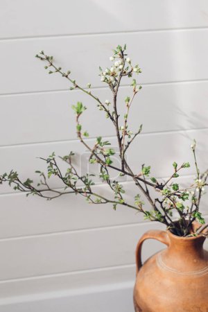Téléchargez les photos : Blooming cherry branch in sunny light against white wooden wall. Spring flowers in vase. Simple countryside living, home rustic decor. Space for text. Hello spring - en image libre de droit