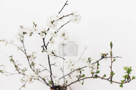 Photo for Blooming cherry branches close up against white wall. Spring flowers tender wallpaper. Space for text. Hello spring. Simple countryside living. - Royalty Free Image