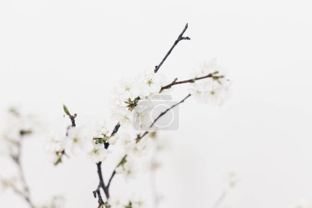 Foto de Blooming cherry branches close up against white wall. Spring flowers tender wallpaper. Space for text. Hello spring. Simple countryside living. - Imagen libre de derechos