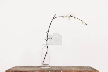 Téléchargez les photos : Spring flowers in glass vase still life. Blooming cherry branch on rustic wooden background against white wall. Simple countryside living, home decor. Space for text - en image libre de droit