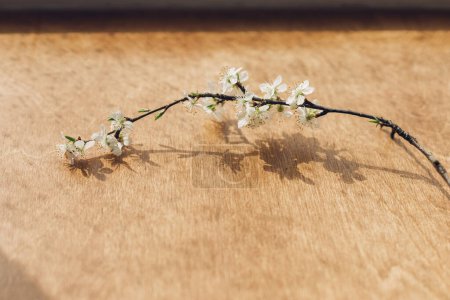Téléchargez les photos : Blooming cherry branch in sunlight on rustic wooden background. Spring flowers. Simple countryside living, home decor. Space for text - en image libre de droit