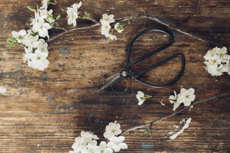Photo for Blooming cherry branch and scissors on rustic wooden background flat lay. Spring flowers rural wallpaper. Simple countryside living, home decor. Space for text - Royalty Free Image