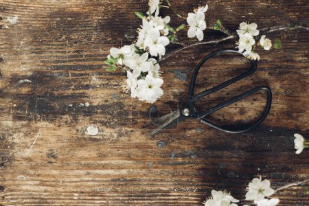 Téléchargez les photos : Spring rustic flat lay. Blooming cherry branch and scissors on rustic wooden background. Spring flowers rural wallpaper. Simple countryside living. Hello spring. Space for text - en image libre de droit
