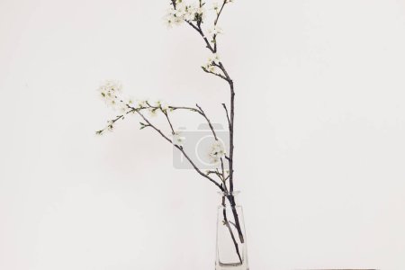 Téléchargez les photos : Spring flowers in glass vase still life. Blooming cherry branch against white wall. Simple countryside living, home decor. Space for text - en image libre de droit