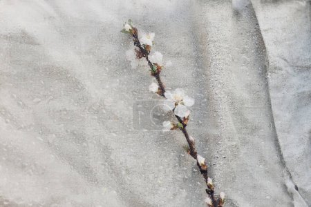 Photo for Cherry blooming branch under glass with water drops, flat lay. Floral rustic still life. Creative abstract image of spring flowers. Hello spring. Simple aesthetic wallpaper, wet flowers - Royalty Free Image