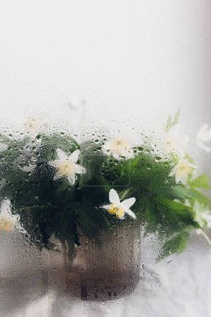 Photo for Anemones under glass with water drops. Creative abstract image of spring flowers. Hello spring. Simple aesthetic wallpaper, wet rainy flowers wood anemone. Floral rustic still life - Royalty Free Image