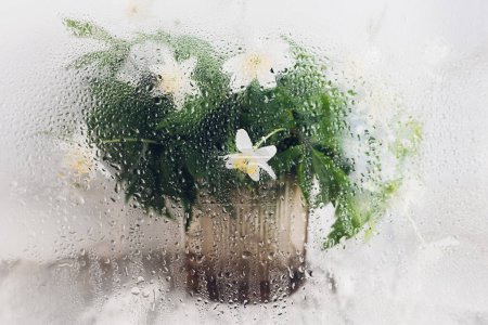 Foto de Anemones under glass with water drops. Creative abstract image of spring flowers. Hello spring. Simple aesthetic wallpaper, wet rainy flowers wood anemone. Floral rustic still life - Imagen libre de derechos