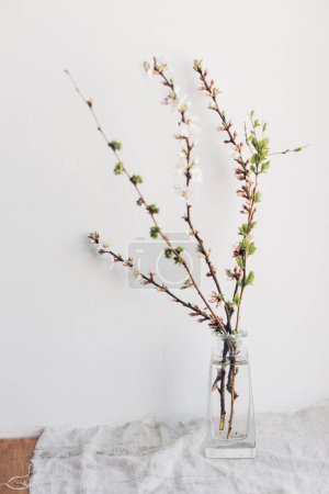 Foto de Spring flowers in glass vase still life. Blooming cherry branch on rustic background against white wall. Simple countryside living, home decor. Space for text - Imagen libre de derechos