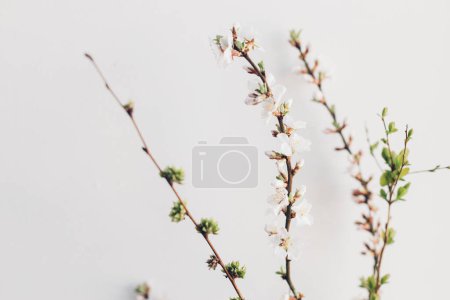Téléchargez les photos : Blooming cherry branches on white wall background. Spring flowers rural wallpaper. Simple countryside living. Hello spring. Space for text - en image libre de droit