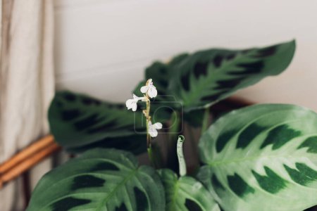Téléchargez les photos : Maranta plant. Maranta leuconeura flower and exotic leaves, beautiful houseplant in modern room. Greenery decor of home - en image libre de droit