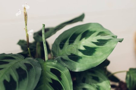 Téléchargez les photos : Maranta plant. Maranta leuconeura flower and exotic leaves, beautiful houseplant in modern room. Greenery decor of home - en image libre de droit