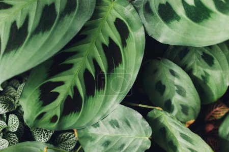 Téléchargez les photos : Maranta plant. Maranta leuconeura exotic leaves close up, beautiful houseplant in modern room. Greenery decor of home - en image libre de droit