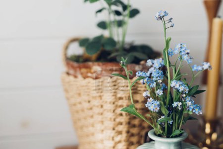 Photo for Beautiful blue spring little flowers on rustic background in room. Delicate myosotis petals, forget me not. Simple countryside living, home decor - Royalty Free Image