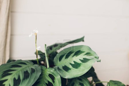 Téléchargez les photos : Maranta plant. Maranta leuconeura flowering stem and exotic leaves, beautiful houseplant in modern room. Greenery decor of home - en image libre de droit