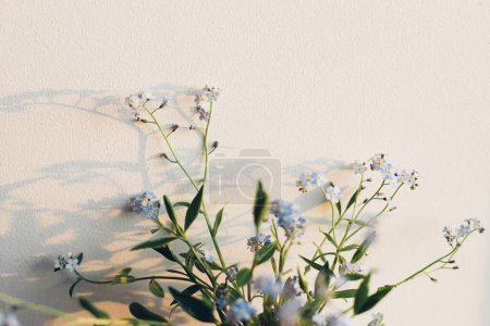 Photo for Beautiful little blue flowers in warm sunlight against white wall. Delicate myosotis petals, forget me not spring flowers. Atmospheric evening moment. Simple countryside living - Royalty Free Image