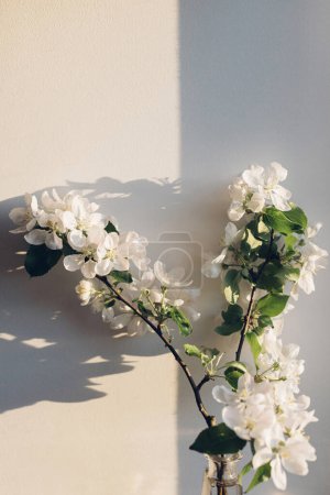 Photo for Blooming apple branch in evening sunlight against white wall. Delicate flowers close up in warm sunshine, atmospheric image. Spring still life. Simple countryside living, home decor - Royalty Free Image