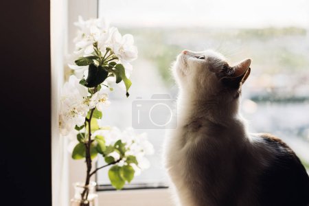 Téléchargez les photos : Cute cat and blooming apple branch in warm sunlight against window. Adorable atmospheric moment. Kitten and delicate flowers in sunshine. Pet and spring. Simple countryside living - en image libre de droit