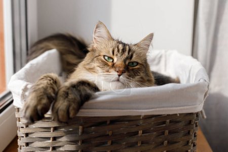 Foto de Adorable cat sitting in basket in warm sunshine. Cute maine coon portrait with serious look relaxing in sunny light, atmospheric moment. Pet and cozy home - Imagen libre de derechos