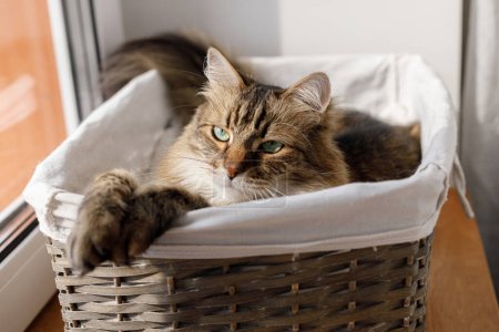 Photo for Adorable cat sitting in basket in warm sunshine. Cute maine coon portrait with serious look relaxing in sunny light, atmospheric moment. Pet and cozy home - Royalty Free Image