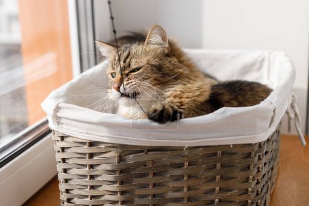 Foto de Adorable cat playing with string in warm sunshine. Cute playful maine coon relaxing in sunny light, atmospheric moment. Pet and cozy home - Imagen libre de derechos