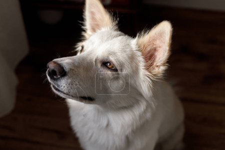 Foto de Adorable dog portrait in sunlight in room. Pet loyalty and obedience concept. Cute white danish spitz doggy posing in evening light, atmospheric moment with wise eyes - Imagen libre de derechos