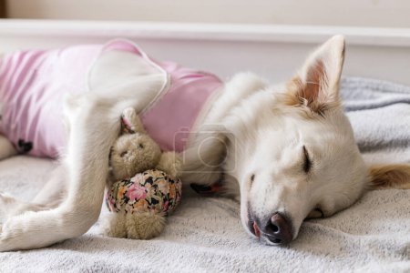 Téléchargez les photos : Adorable dog portrait in special suit bandage recovering after spaying. Post-operative Care. Pet sterilization concept. Cute white doggy after surgery sleeping on bed with favourite toy - en image libre de droit