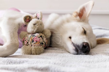 Téléchargez les photos : Adorable dog portrait in special suit bandage recovering after spaying. Post-operative Care. Pet sterilization concept. Cute white doggy after surgery sleeping on bed with favourite toy - en image libre de droit