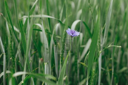 Foto de Beautiful cornflower in wheat field. Blue wildflower in green grass, selective focus. Summer in countryside, floral wallpaper. Bachelor's button, Centaurea cyanus flower. - Imagen libre de derechos