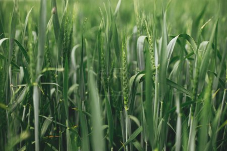 Photo for Wheat field. Green wheat ears and stem in close up. Agriculture. Summer in countryside, floral wallpaper. Rye crop - Royalty Free Image