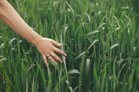 Photo for Hand touching green wheat ears in summer field. Agriculture and  cultivation. Woman holding wheat or rye ears in summer countryside. Rural slow life. Food crisis - Royalty Free Image