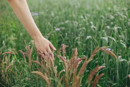 Téléchargez les photos : Hand touching wild grasses in summer field. Woman gathering herbs and flowers in countryside. Rural slow life. Summer travel and hiking - en image libre de droit