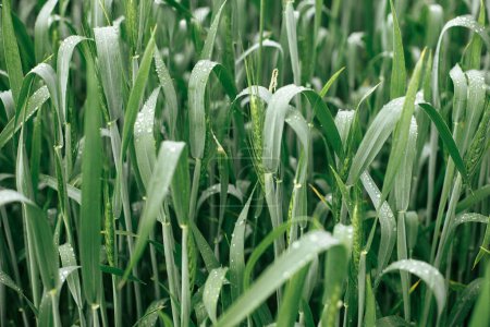 Photo for Wheat field after rain. Green wheat ears and stem in water drops close up. Agriculture. Summer in countryside, floral wallpaper. Rye crop - Royalty Free Image