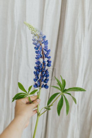 Téléchargez les photos : Hand holding purple lupine on rustic background.  Lupine flower close up in hand. Gathering and arranging summer wildflowers at home in countryside - en image libre de droit