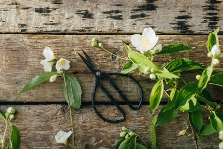 Téléchargez les photos : Beautiful jasmine flowers and scissors flat lay on rustic wooden background. Gathering and arranging flowers at home in countryside. White flowers on jasmine branches, rural wallpaper - en image libre de droit