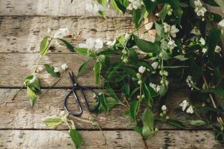 Téléchargez les photos : Beautiful jasmine flowers and scissors on rustic wooden background in sunny light. Gathering and arranging flowers at home in countryside. White flowers on jasmine branches, rural wallpaper - en image libre de droit