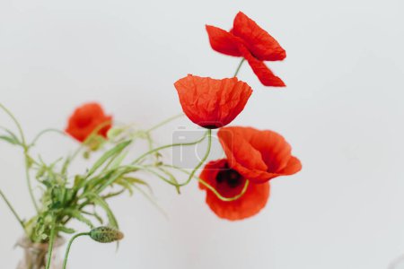 Téléchargez les photos : Beautiful poppy flowers on white background. Gathering and arranging flowers at home in countryside. Red poppy flowers, summer wildflowers - en image libre de droit